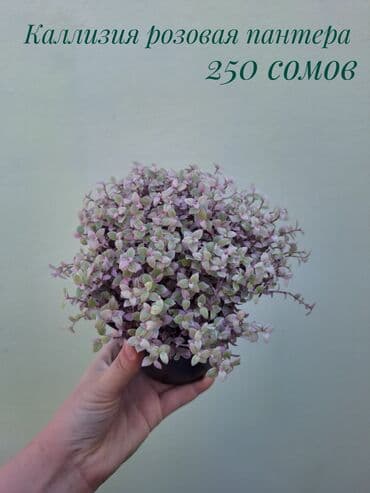 зеленое постельное белье: ● Комнатные растения (укоренённые черенки, молодые растения, взрослые — 35