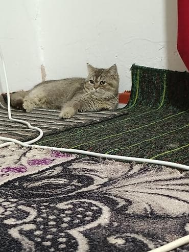 Другие животные: Кошка, окрас серый/серебристый табби, короткошёрстная. Крупные круглые — 2