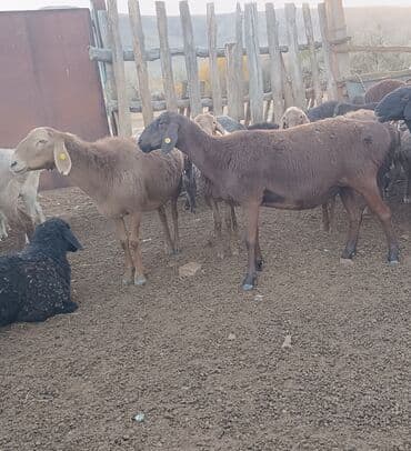 где можно купить овец гиссарской породы: Продаю | Овца (самка) | Гиссарская, Арашан | Матка — 6