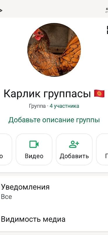 рысь кошка: Продаю | Куры | Для разведения — 1