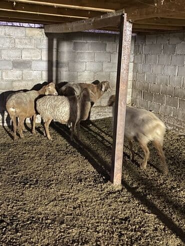 ит итер ош: Продаю | Овца (самка) | Для разведения | Матка — 2