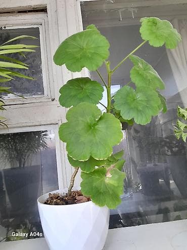 Герандар жана пеларгониялар: Комнатные растения в горшках — набор 1) Составной горшок (белый — 3