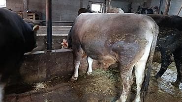 бойка ат фото: Продаю | Бык (самец) | На откорм | Привязанные — 2