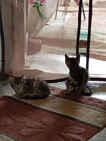 забавные котята: Отдадим в добрые руки котят2 месяца,в туалет ходят,кушают — 3