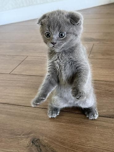 scottish fold: Шотландские вислоухие котята (Scottish Fold), дымчато‑серый окрас. - — 3
