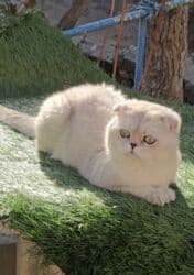 Собаки: Вязка ! Не продажа!!! Молодой котик Scottish fold окрас серебристая — 5