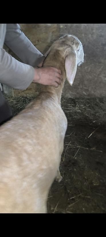 шинок хаски: Продаю | Овца (самка) | Эдильбаевская | На забой — 4