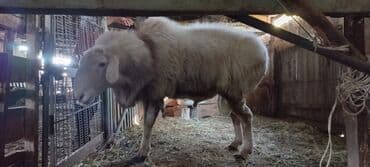 продам кошку: Сатам | Кочкор (эркек) | Союуга — 4