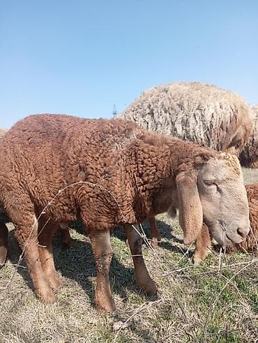 кошка котенок: Продаю | Овца (самка) | Для разведения | Племенные — 4