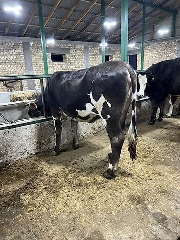 кукурузные хлопья: Продаю | Корова (самка) | Алатауская, Бельгийская, Абердин-ангус | Для молока | Племенные — 5