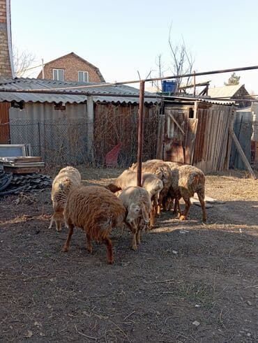 Грызуны: Продаю | Овца (самка) | Для разведения | Ярка — 3