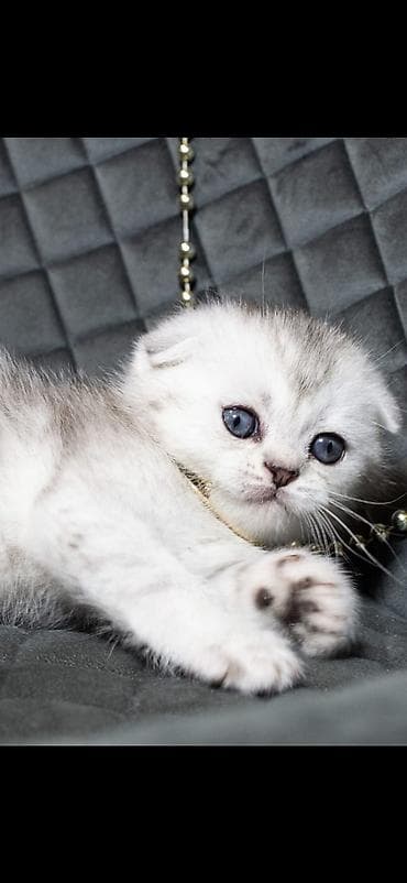 кошка лысая: Скотиш Фолд (Шотландская вислоухая), 1 месяц, Мальчик, Серебристая шиншилла, Приучена к лотку — 3