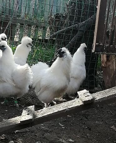 феи бишкек а: Продам кур порода - китайская шелковая. Данная порода характеризуется — 1