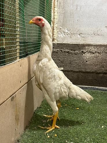 животные птицы: Продаю | Куры | Бойцовая | Для разведения — 5