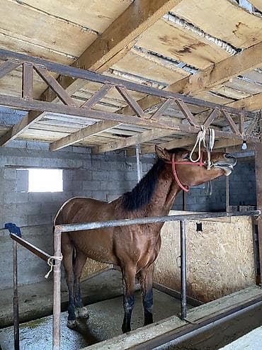 все для животных: Ат Сатылат, 2 жаш бою 155 Минги жоош Буту колу таза ичип жеши жакшы — 1