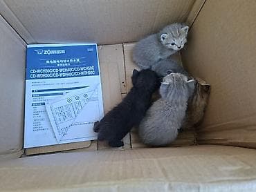 Отдаём в добрые руки подкидыши