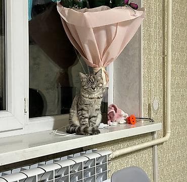 все для кошек: Скотиш Страйт (Шотландская прямоухая), 8 месяцев, Девочка, Приучена к лотку — 2