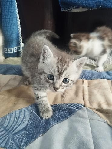 котята бесплатно: Кошка даром: Беспородная, Мальчик — 2