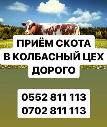 животные для дома: Сатып алам | Уйлар, букалар | Бардык шартта, Союлган, Союуга, этке — 1