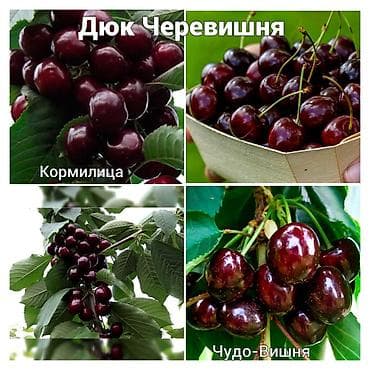 купить вишню: Https://t.me/blooming_garden_kg В наличии долгожданные саженцы — 1