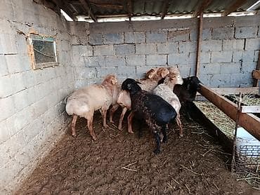 Лошади, кони: Продаю | Баран (самец) | Арашан — 2