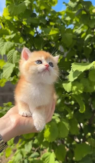 сфинкс цена: Породистые котята золотого окраса - Милые короткошёрстные котята — 2