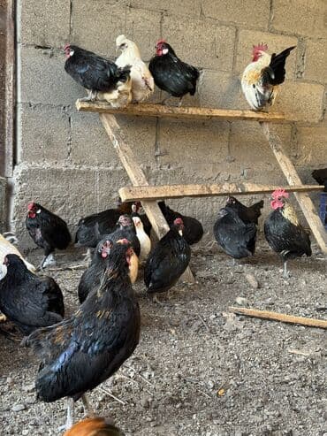 где купить волнистого попугая: Продаю | Куры, Петух — 2