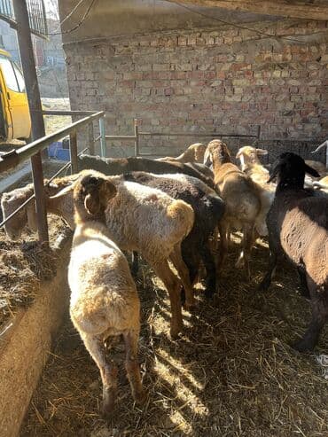 номер приюта для животных бишкек: Продаю | Ягненок, Баран (самец) | На забой, Для разведения | Кастрированные, Осеменитель — 1