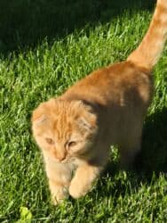 объявления о найденных животных: Ургаачы — 3