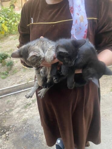 дом для котов: Котята — помет из двух разных окрасов: - Серый тигровый табби с — 1