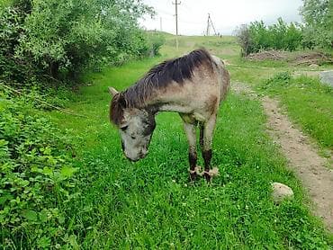 коты каракол: Сатам | Байтал | Кара Жорго — 4
