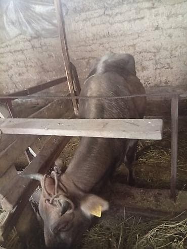 самый лучший сильный умный собака: Продаю | Корова (самка) | Для молока | После отела — 8