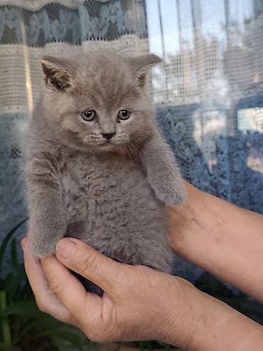 Кошки: Британские короткошёрстные котята - Порода: британская — 1