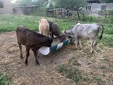 вьетнамские свиньи: Продаю | Музоо, торпок | Полукровка | На откорм — 5