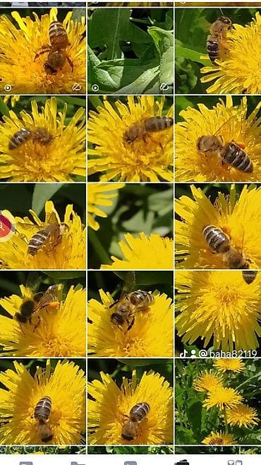 мака паяа: МУЖСКАЯ СИЛА ЭТО. Пчелиное маточное молочко в натуральных условиях,в — 9