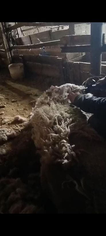 кесип жасайбыз: Стрижка Барана — 1
