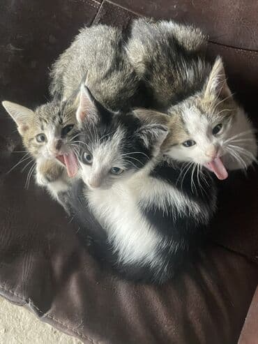 домики для котят: ОТДАМ ДАРОМ В ХОРОШИЕ РУКИ!!! Котята, помет из трех малышей: - — 1