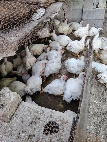 балык кумара: Продаю | Цыплята | Бройлерная | На забой — 6