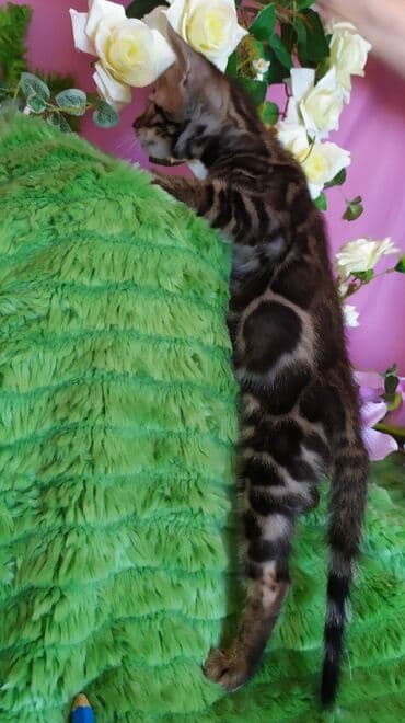 куда можно отдать собаку в бишкеке: Новые Бенгальские детки. Питомник Бен Гла Мур предлагает — 1