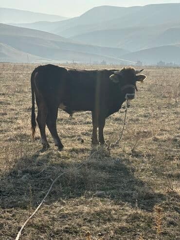 продаю породистых коров: Продаю | Бык (самец) | Для разведения | Осеменитель — 4