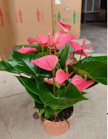 Продаются цветы