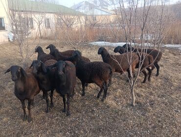 эчки ош: Сатам | Козу | Гиссар | Көбөйтүү үчүн | Токту — 4