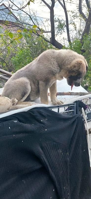 сколько пород собак в мире: Собака даром: 4 месяца, Самка, С прививкой — 9