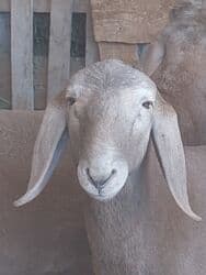 дом для животных: Кочкоры Арашаны линия Широкого разрез хвоста есть 5 месец по матери — 11