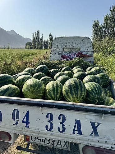 Арбузы В розницу