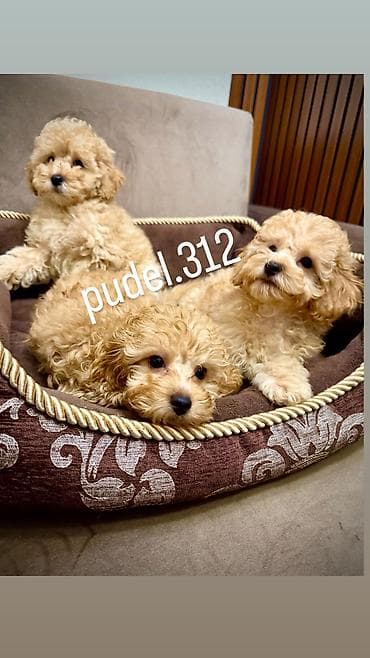 пудели: Щенки той пуделя! Готовятся к продаже породные щенки той пуделя. С — 3