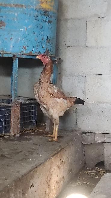 Үй жаныбарлары: Сатам | Тооктор | Тебиштирүүчү | Көбөйтүү үчүн — 5