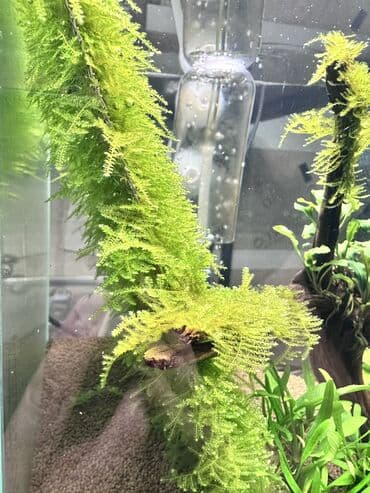 купить аквариумных рыбок в бишкеке: Мох аквариумный Christmas Moss (рождественский) Активный, здоровый мох — 5