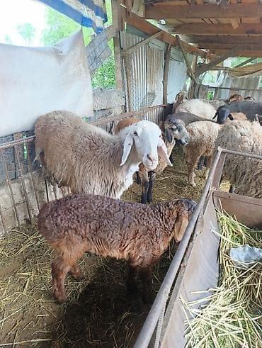 Продаю | Овца (самка) | Для разведения | Матка