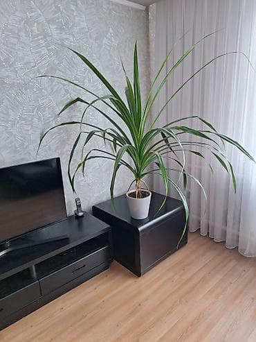 колючка: Панданус (Pandanus), также известный как винтовая пальма.Это — 1